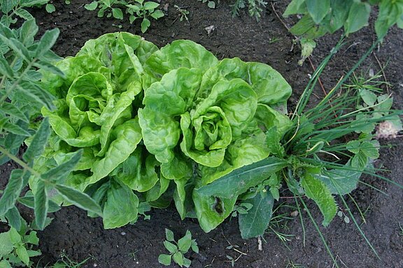 Gartenschule_09_.jpg  