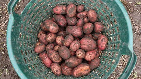 Kartoffelfest_16_.jpg
